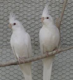 Безщекие белые кореллы,карелла, молодые попугаи