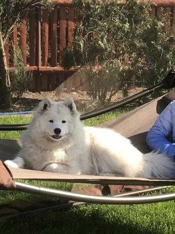 Szczenię rasy Samoyed do odbioru początek czerwca