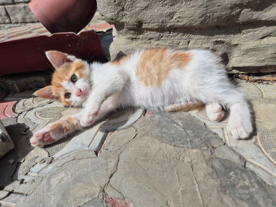 Віддам трьох кошенят