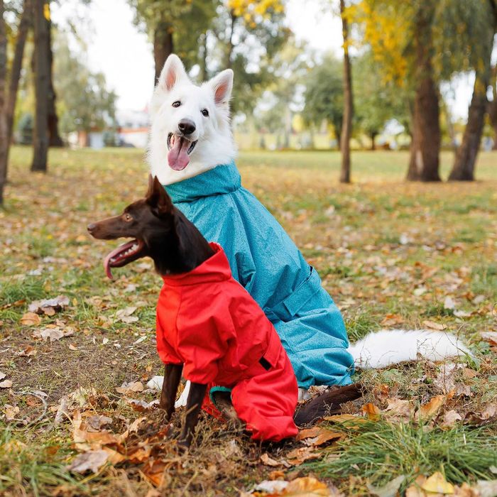 Дощовик для собак