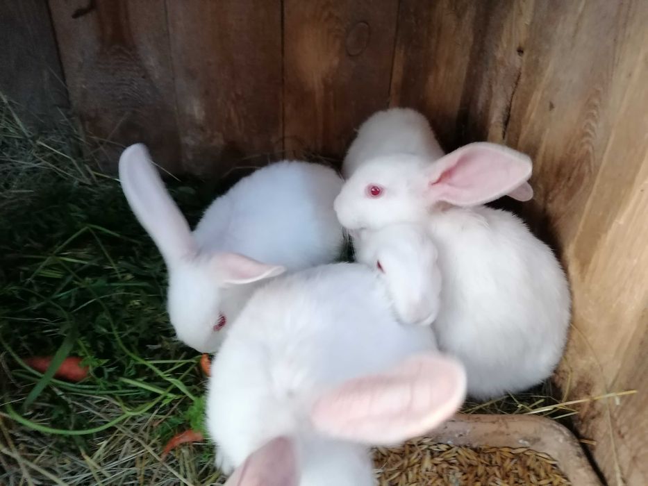 Królik Termondzki, króliki samiczki - samczyki Termondzki biały.