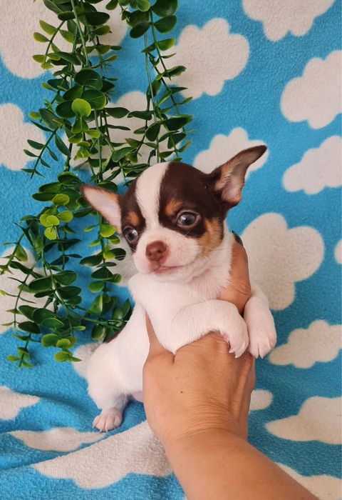Estupendo chocolate chihuahua/chiuaua de Qualidade