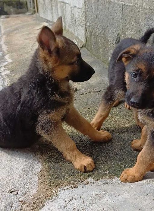 Fêmea Pastor Alemão Top