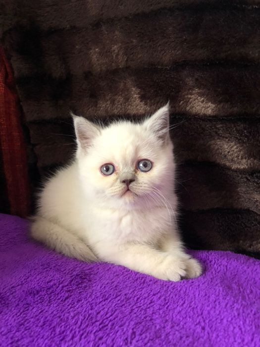 Macho Scottish Straight Lilac Point