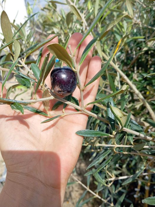 Arvore de oliveiras