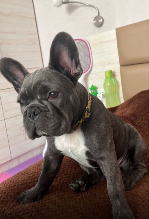 Французский бульдог вязка