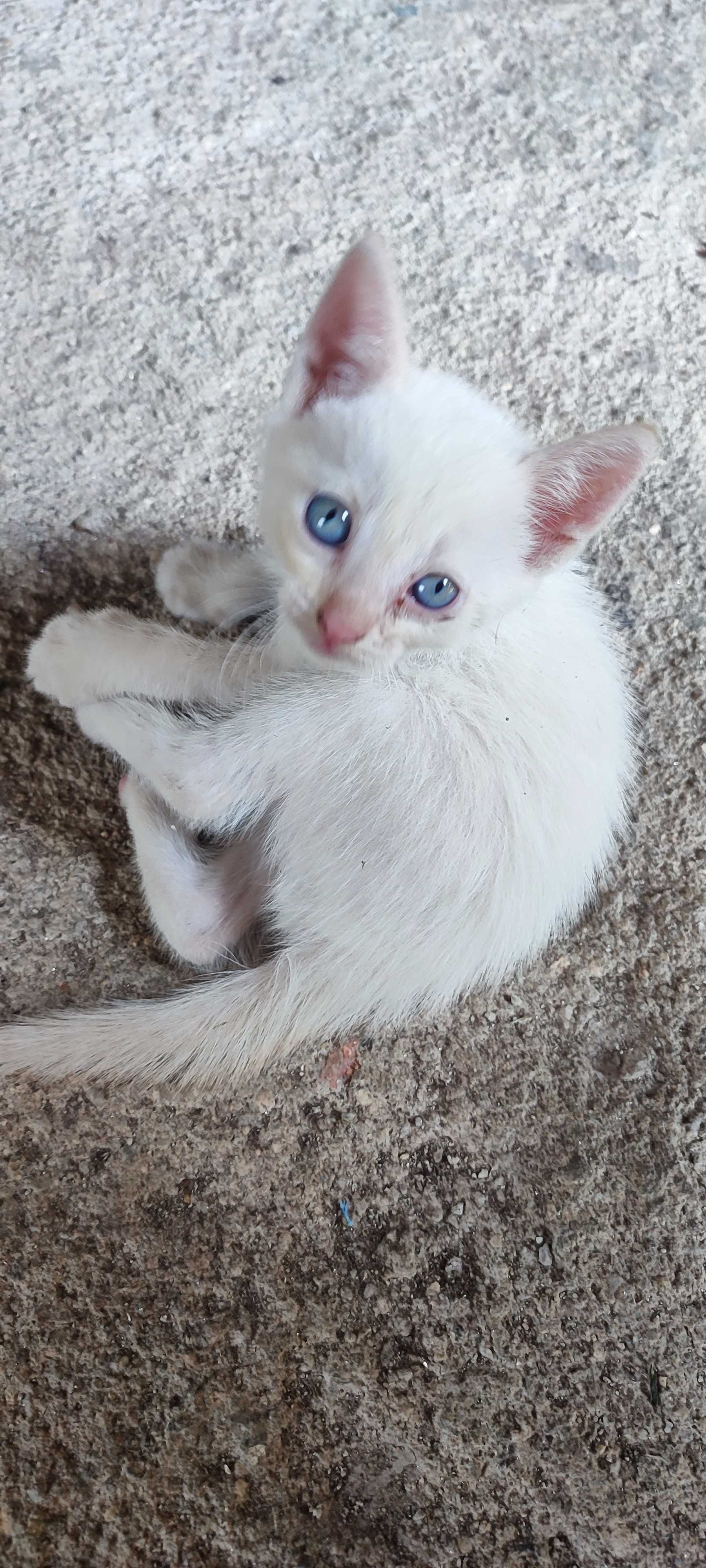 Gatinho branco com olhos azuis