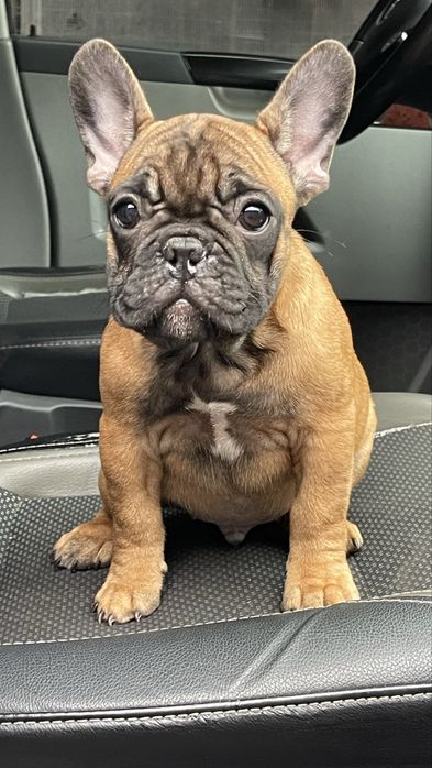 Прекрасне цуценя французького бульдога шукає господарів!