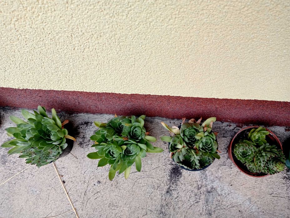 Duża Agawa opuncja bergenia rójniki rozchodnik zielistka