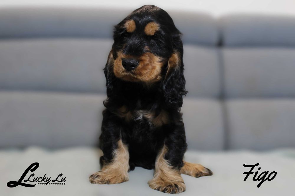 Szczenięta Cocker Spaniel Angielski - hodowla LUCKY LU