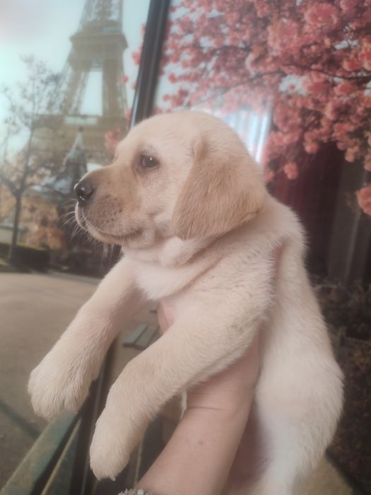 Лобрадор ретрівер