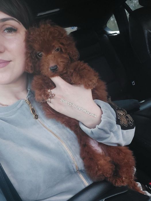 Цуценята мальтіпу продаж. Мальтипу лялькові дітки