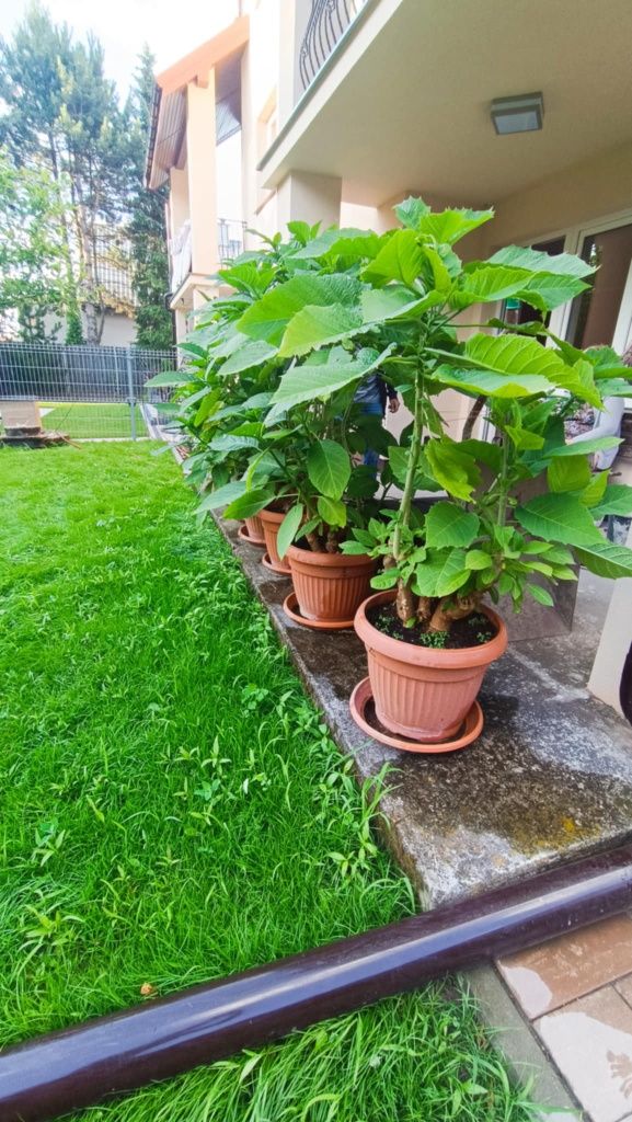 Sprzedam kwiaty datura