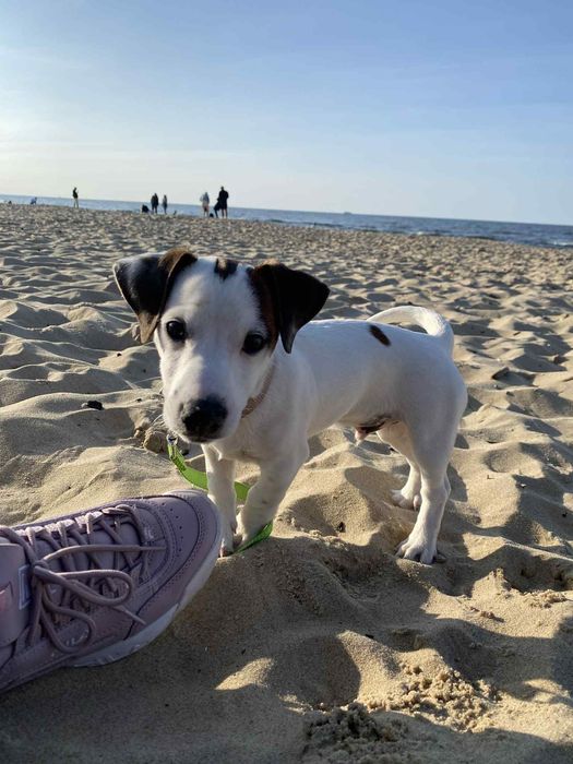 Jack Russel Terrier