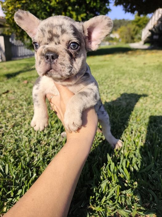 bulldog francês femea