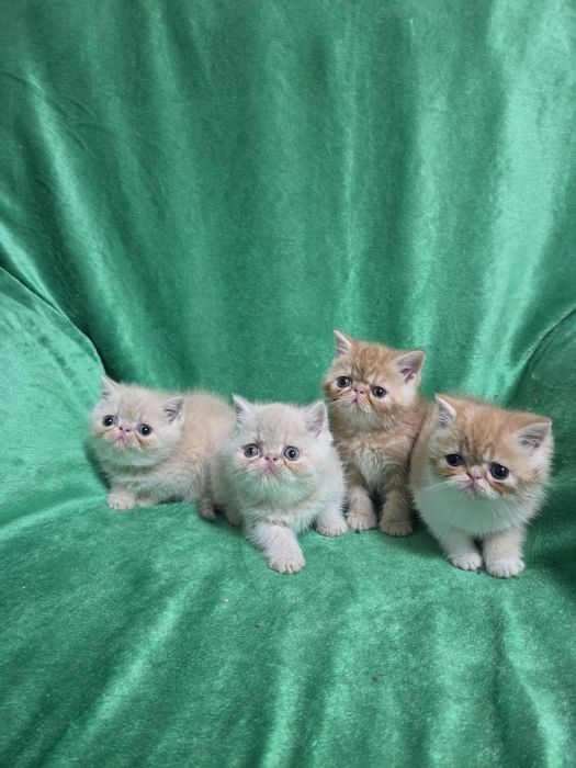 Кошенята екзоти клубні