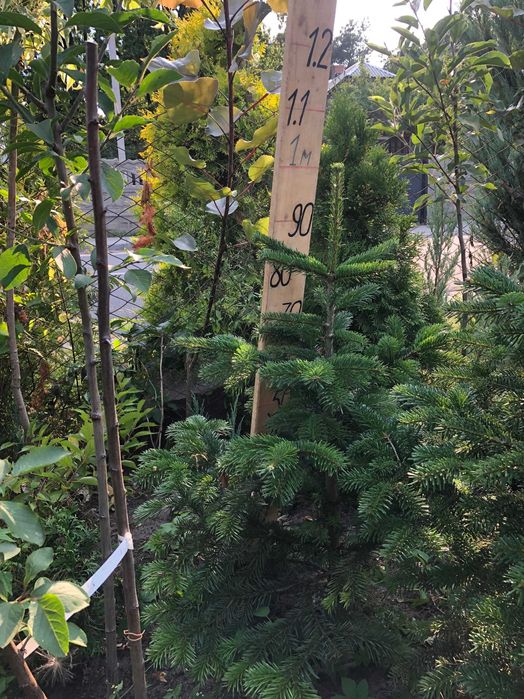 Ялиця Кавказька, Піхта Нордмана.