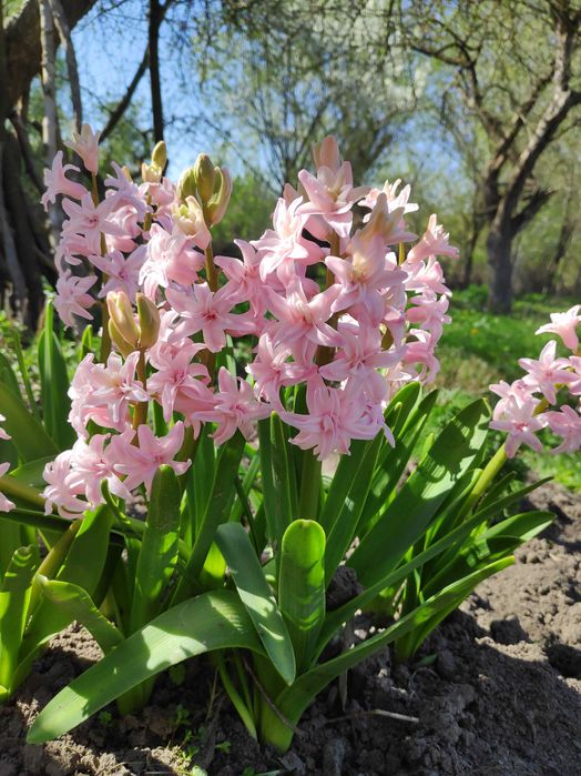 Гіацинт махровий