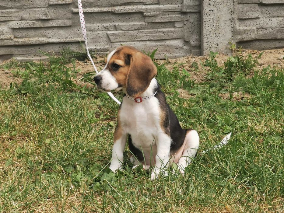 Piesek i suczka Beagle z rodowodem