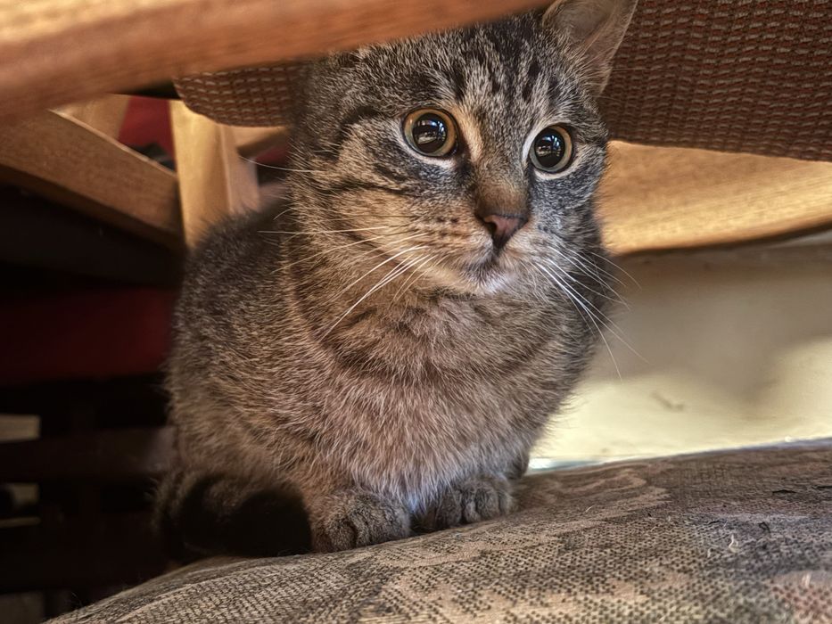 Młody bury kocurek szuka domu