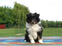 Owczarek szetlandzki, Sheltie, szczeniak, SUCZKA trikolor FCI