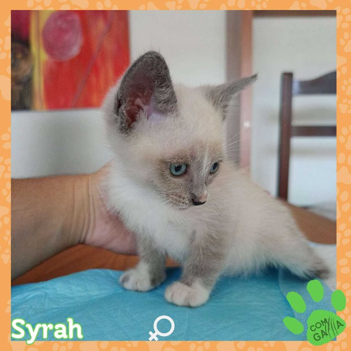 Gatinhos para adoção - Ninhada do Lagar