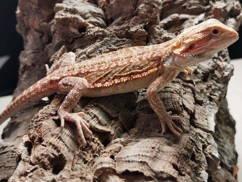 Agama brodata Pogona vitticeps 10-15cm