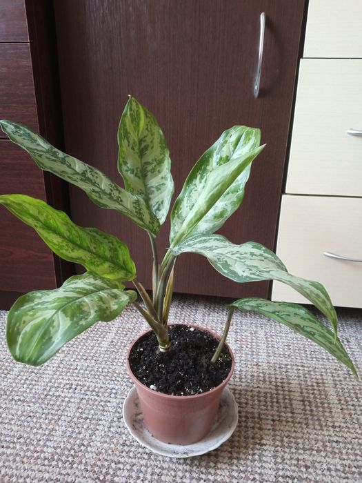 Аглаонема з великими листями