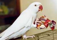 Эксклюзив Ожереловый попугай белый ручной Выкормыш птенец