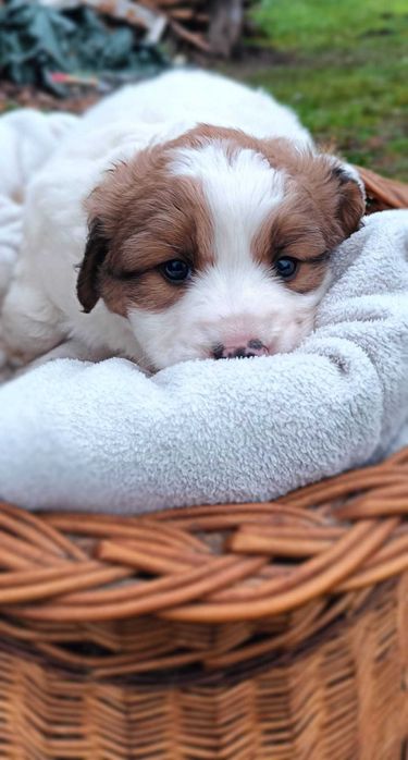 Oddam pieski w dobre rece. Odrobaczone