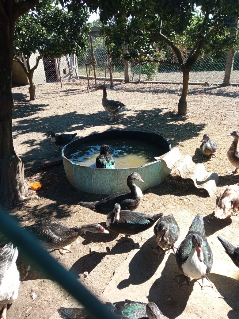 Patos mudos adultos