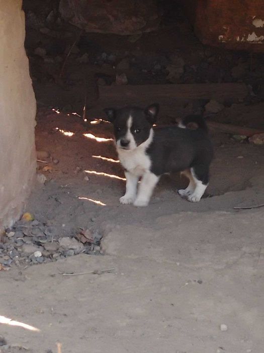 Цуценя колокольчик