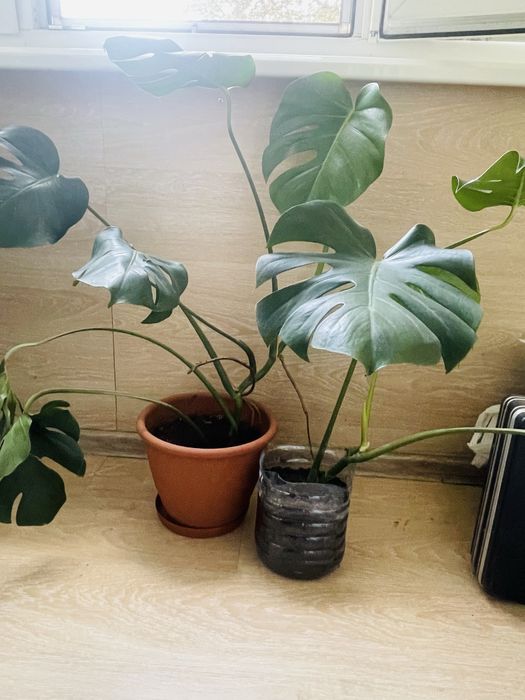 Монстера восхитительная (Monstera deliciosa).