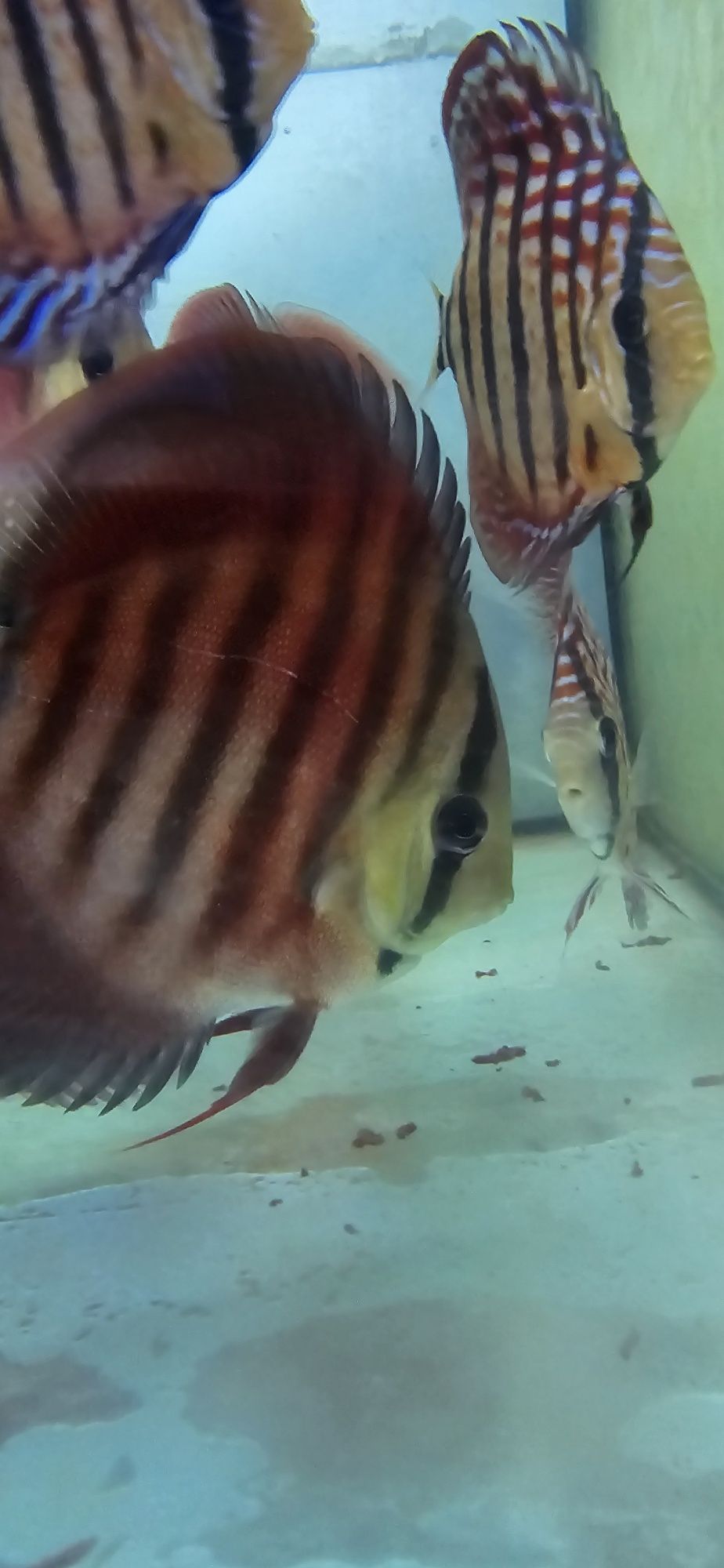 12 discus 400€ 11 a 19 cm