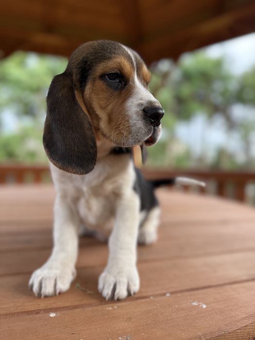 Cudowna sunia Beagle z rodowodem