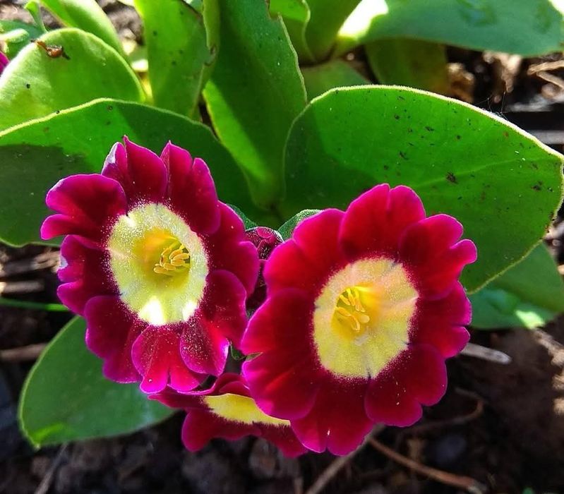 Насіння аурікули,вушкової примули.100 шт.Суміш.