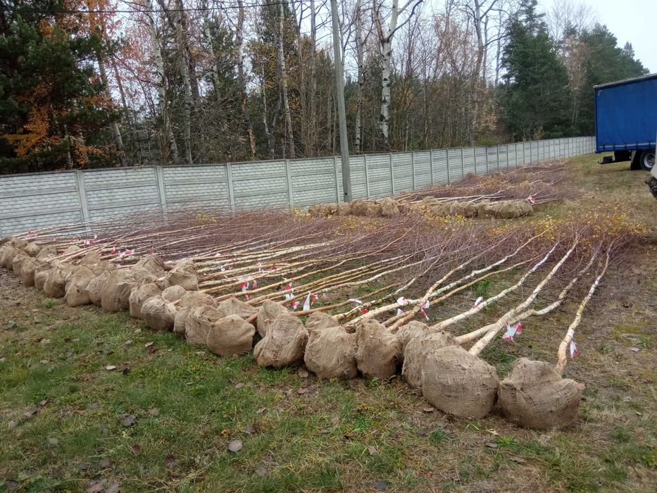 Brzoza brodawkowata,grab,buk, lipa, klon,topola,olcha,tuje,sosna,dowoz