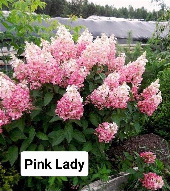 Гортензія волотиста (мітловидна)