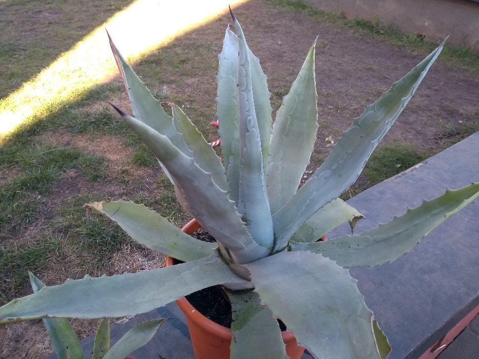 Aloes Sadzonki SPRZEDAM !!!