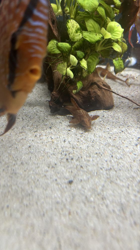 Loricaria red 11cm glonojady