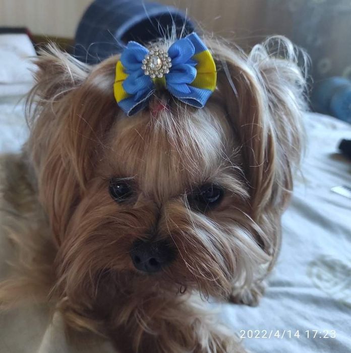 Прикраси для собачок, заколочки для собачок