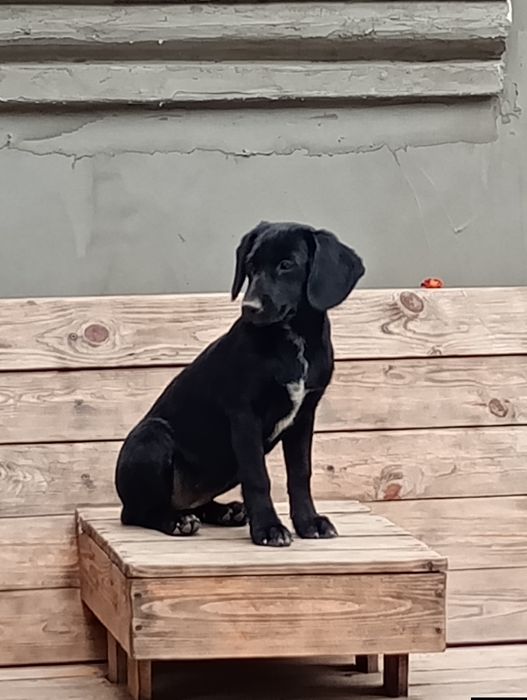 Продам цуценят Кокер Спаніель