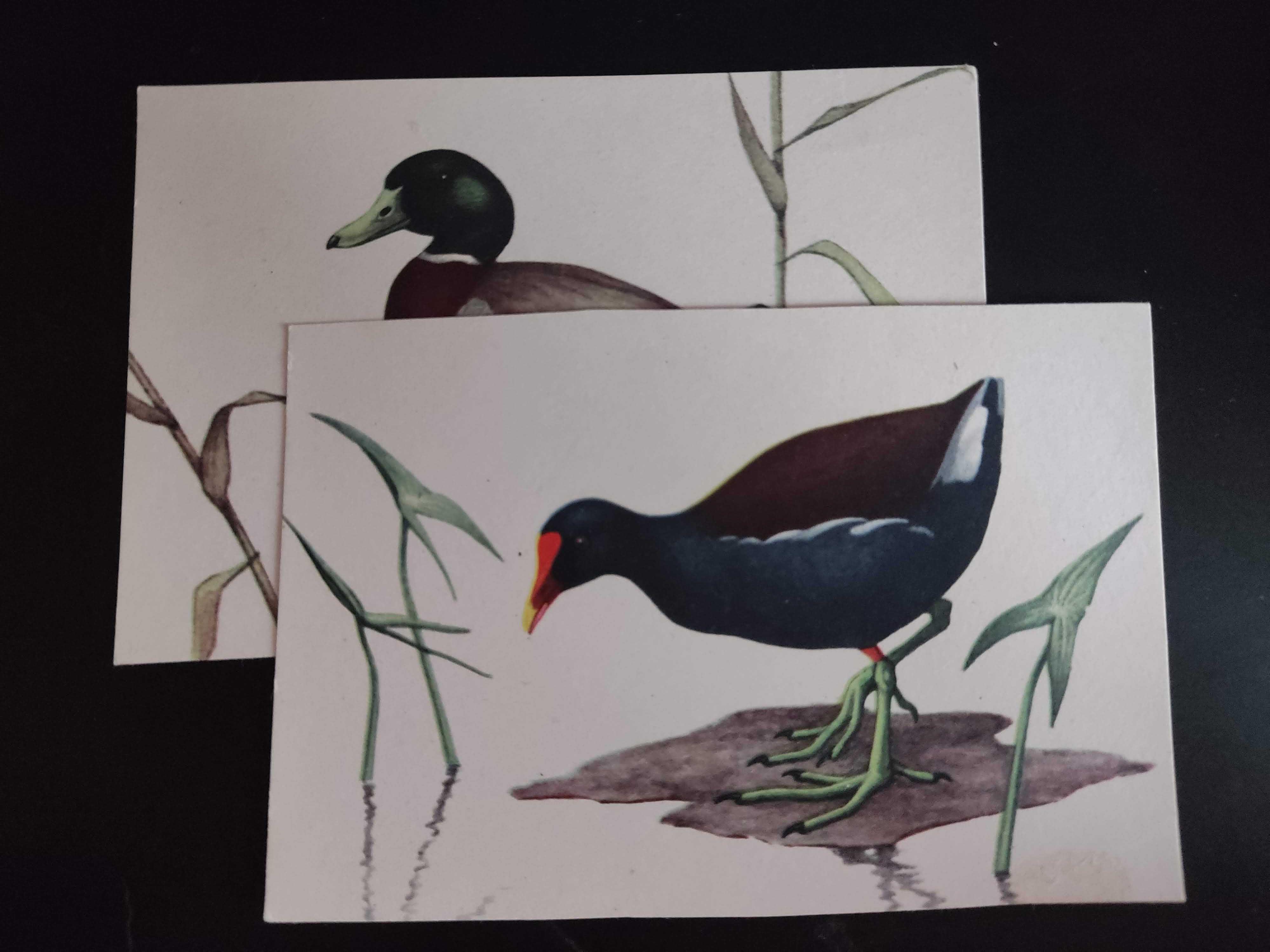 2 piękne pocztówki ptaki ornitologia kaczka, kurka wodna