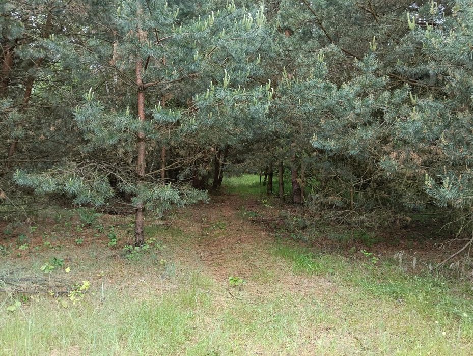 Działka rekreacyjna 1,26 ha.