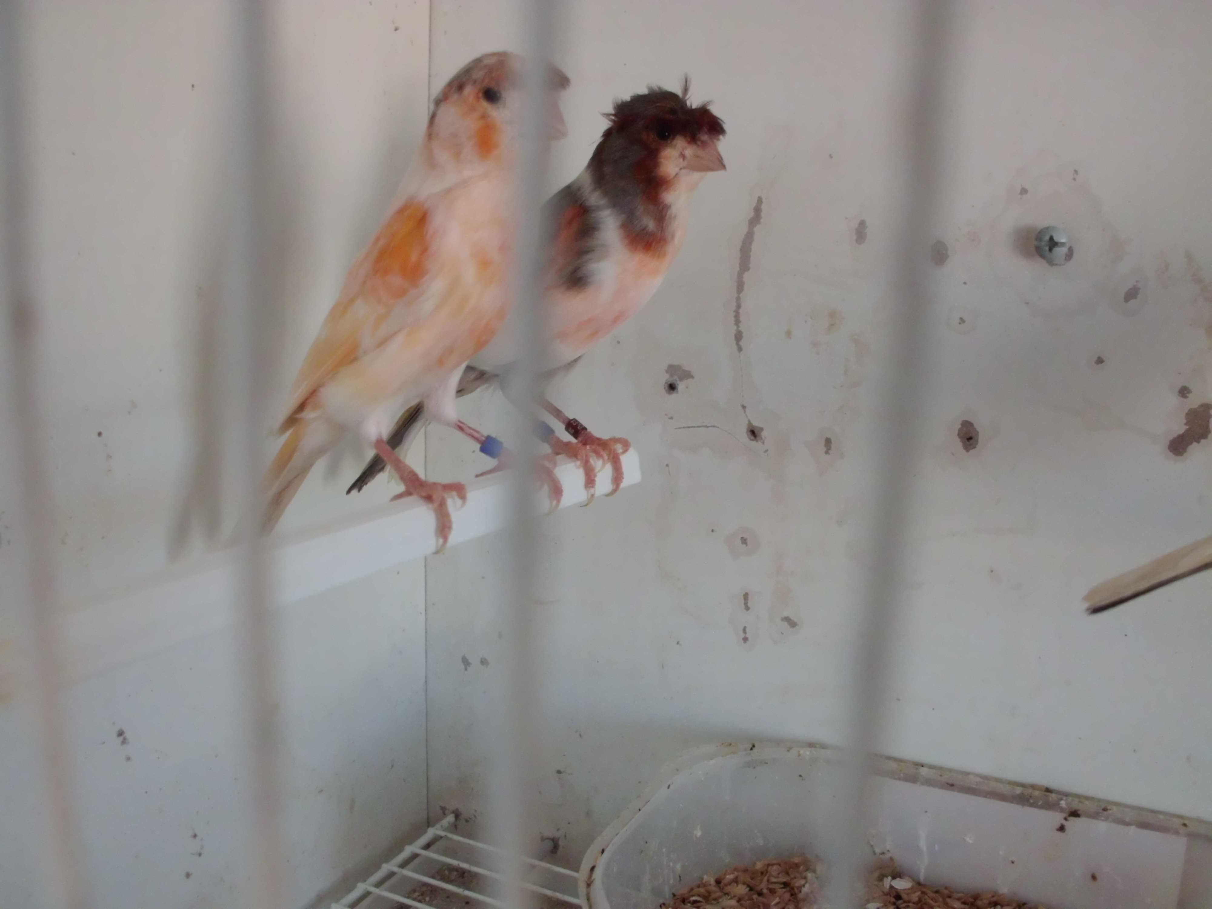 Canários/aves de companhia