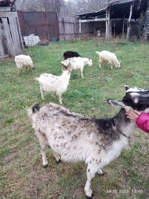 Срочно продам коз недорого
