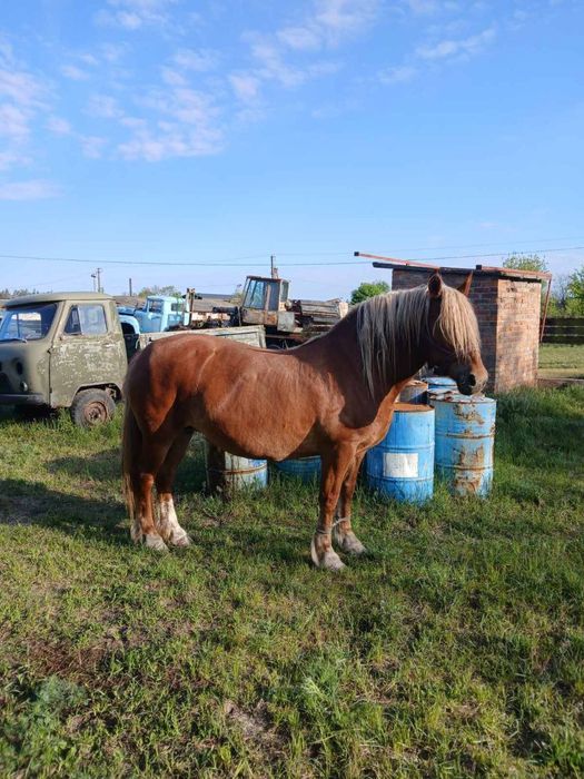 Продам кобилу, 9 років