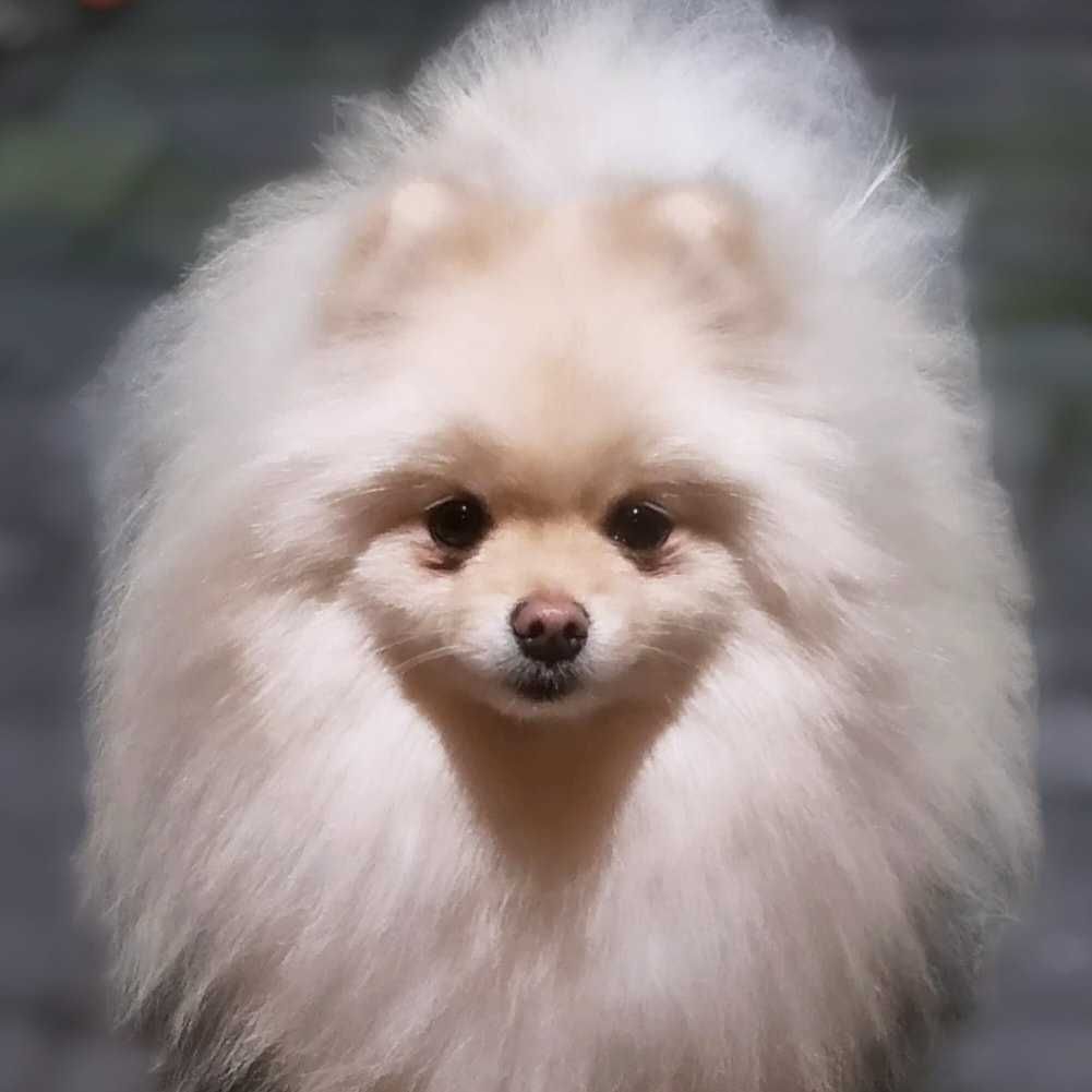 Pomeranian Szpic Miniaturowy po Championie typ misia Piesek Chłopczyk