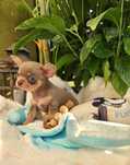 Chihuahua piękny chłopczyk