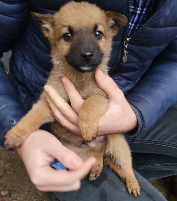 Отдам даром в добрые руки щенков метисы маленькой породы